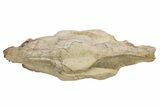 Fossil Running Rhino (Hyracodon) Skull - South Dakota #263480-8